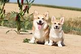 CORGI PEMBROKE 187